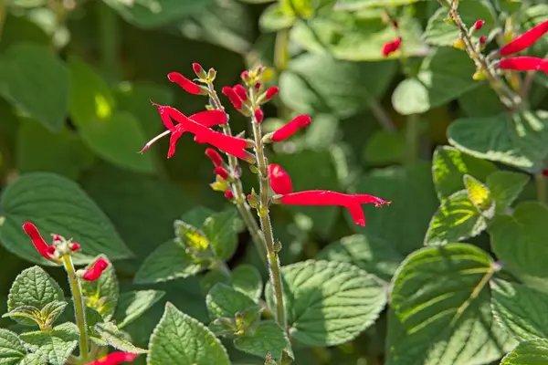 Sibirya irisi ya da Sibirya bayrağı olarak da bilinen iris sibirikası, iridaceae familyasından bir bitki türüdür..