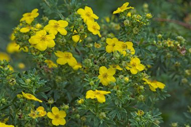 Closeup of dasiphora fruticosa  goldfinger` is a species of hardy deciduous flowering shrub. clipart