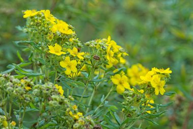 Dasiphora fruticosa jackman, tomurcuklanan güçlü bir çalı türüdür..