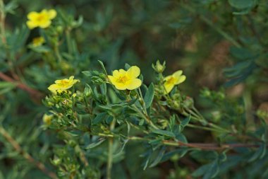 Closeup of dasiphora fruticosa  `mnelys` is a species of hardy deciduous flowering shrub. clipart