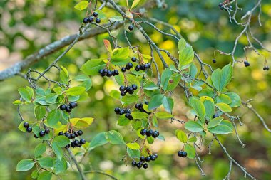 Aronia x prunifolia, Kuzey Amerika 'da bulunan bir aronia arbutifolia hibrit çalısıdır..