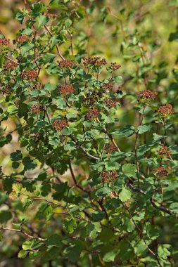 Spiraea trilobata, gülgiller (Rosaceae) familyasından bir bitki türü..