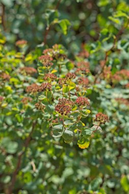 Spiraea trilobata, gülgiller (Rosaceae) familyasından bir bitki türü..