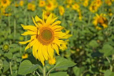 Helianthus Annuus, papatya familyasından küçük bir göktaşı türü..