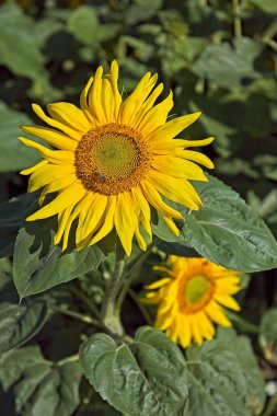 Closeup of helianthus annuus, also known as common sunflower, is a species of large annual forb of the daisy family asteraceae. clipart