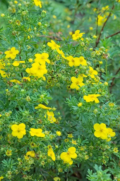 stock image Closeup of dasiphora fruticosa  goldfinger` is a species of hardy deciduous flowering shrub.