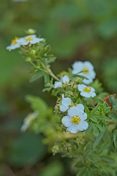 stock image Closeup of dasiphora fruticosa `veitchii` is a species of hardy deciduous flowering shrub.