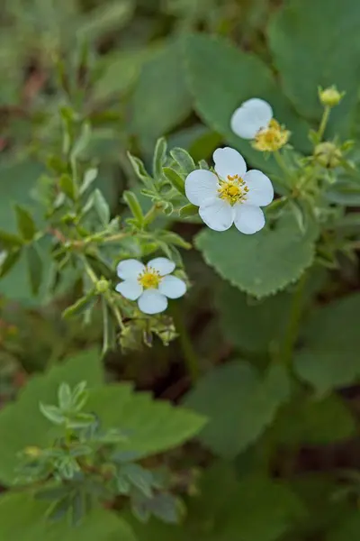 Dasiphora fruticosa 'veitchii' türünün yakın çekimi dayanıklı çiçekli bir çalılıktır..