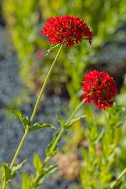 Silene chalcedonica, Malta haçı olarak da bilinir, İsa 'nın Gözyaşları, Kudüs Haçı ve Konstantinopolis Çiçeği.