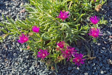 Closeup of delosperma cooperi, the trailing iceplant, hardy iceplant or pink carpet, is a dwarf perennial plant. clipart