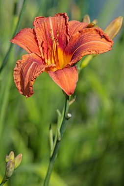 Closeup of hemerocallis fulva , the orange day-lily, tawny daylily, corn lily, tiger daylily, fulvous daylily, ditch lily or Fourth of July lily (also railroad daylily, roadside daylily, outhouse lily, and wash-house lily). clipart