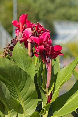 Canna x generalis veya Canna Lily, papatyagiller (Cannaceae) familyasından bir bitki türü..