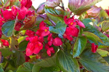 Balmumu begonyası olarak bilinen begonya semperfloren alson Dünya çapındaki en büyük begonyadır..