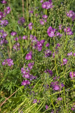 Sidalcea neomexicana 'ya yakın çekim, ayrıca tuz bahar Checkerbloom, Rocky Mountain Checker-mallow ve New Mexico Checker olarak da bilinir, Mallow familyasından bir bitki türü..
