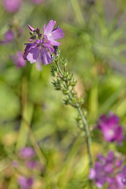 Sidalcea neomexicana 'ya yakın çekim, ayrıca tuz bahar Checkerbloom, Rocky Mountain Checker-mallow ve New Mexico Checker olarak da bilinir, Mallow familyasından bir bitki türü..