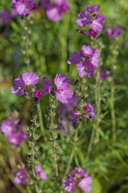 Sidalcea neomexicana 'ya yakın çekim, ayrıca tuz bahar Checkerbloom, Rocky Mountain Checker-mallow ve New Mexico Checker olarak da bilinir, Mallow familyasından bir bitki türü..