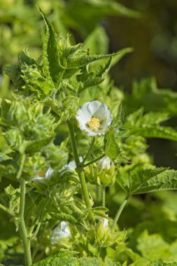 Closeup of kitabelia vitifolia, commonly known as chalice flower, cedar cup, vine-leaved kitaibelia, or russian hibicus, is a clump-forming. woody-based perennial of the mallow family. clipart