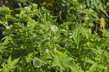 Closeup of kitabelia vitifolia, commonly known as chalice flower, cedar cup, vine-leaved kitaibelia, or russian hibicus, is a clump-forming. woody-based perennial of the mallow family. clipart