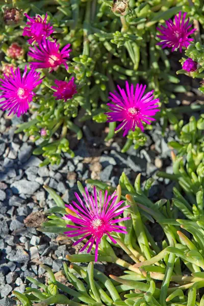 stock image Closeup of delosperma cooperi, the trailing iceplant, hardy iceplant or pink carpet, is a dwarf perennial plant.