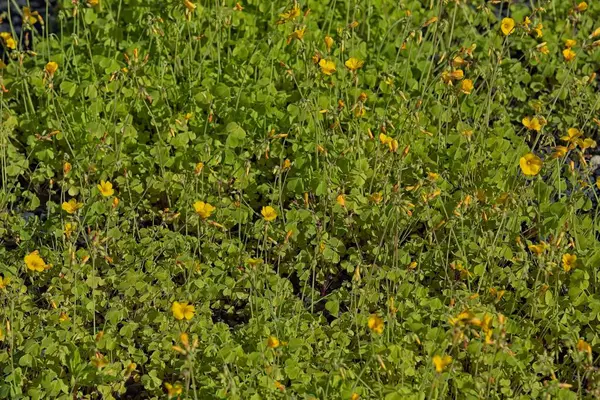 Oxalis valdiviensis, Şili 'nin sarı-kuşgiller familyasından bir bitki türü..