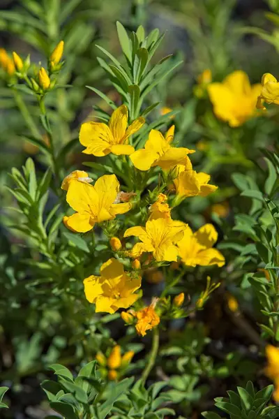 Altın keten ya da sarı keten olarak da bilinen linum flavum, ketengiller (Linaceae) familyasından bir bitki türü..