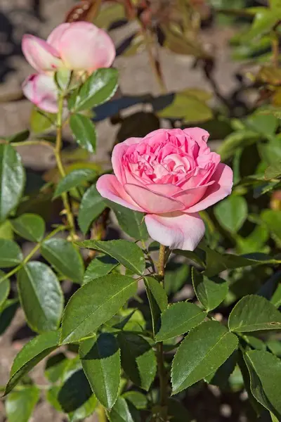 Rosa Voyage 'ın ekstra büyük, klasik pembe çiçeklerle yakın çekimi..