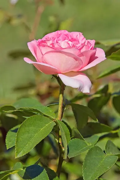 Rosa Voyage 'ın ekstra büyük, klasik pembe çiçeklerle yakın çekimi..