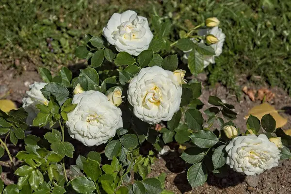 Rosa Friedenslicht 'in pastel ve krema beyazı çiçekleriyle yakın çekimi. Filmin adı 2015 yılındaki savaşın 70. yıldönümü anısına verilmiştir..