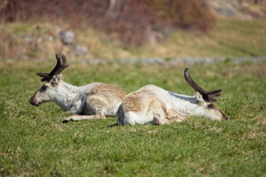 Baharda bir çayırda dinlenen iki ren geyiği (rangifer tarandus).