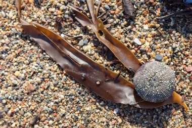Deniz kestanesi kabuğuna ya da kumlu sahilde test olarak adlandırılan iskelete yakın çekim.