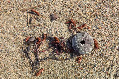 Deniz kestanesi kabuğuna ya da kumlu sahilde test olarak adlandırılan iskelete yakın çekim.