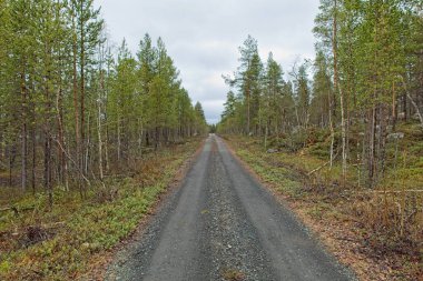 Norveç 'te, bulutlu bir bahar gününde Ovre Pasvik Ulusal Parkı' nda çakıl yolu ve orman manzarası.