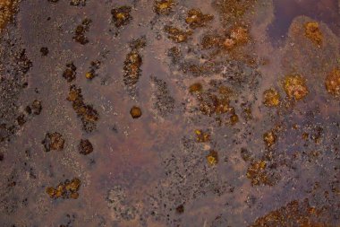 Norveç 'te, bulutlu bir bahar gününde Ovre Pasvik Ulusal Parkı' ndaki bataklık manzarası.