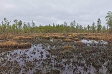 Norveç 'te, bulutlu bir bahar gününde Ovre Pasvik Ulusal Parkı' nda küçük bir bataklık manzarası.