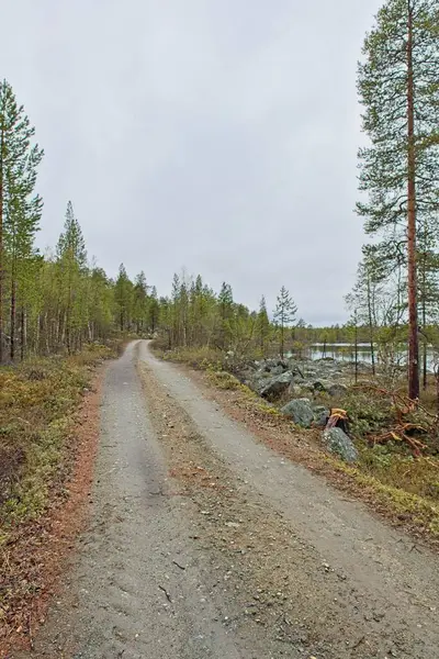 Norveç 'te, bulutlu bir bahar gününde Ovre Pasvik Ulusal Parkı' nda çakıl yolu ve orman manzarası.