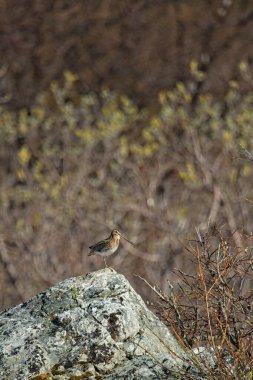 Güneşli yaz mevsiminde bir kayanın üzerinde duran yaygın çulluk (gallinago gallinago), Varanger Yarımadası, Norveç.