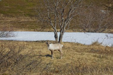 Reindeer (rangifer tarandus) in mountain meadow in summer, Varanger Peninsula, Norway. clipart