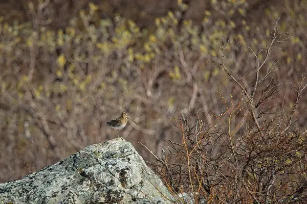 Güneşli yaz mevsiminde bir kayanın üzerinde duran yaygın çulluk (gallinago gallinago), Varanger Yarımadası, Norveç.
