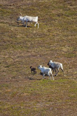 Ren geyiği (rangifer tarandus) yaz mevsiminde Norveç 'in Varanger Yarımadası' nda yer alır..