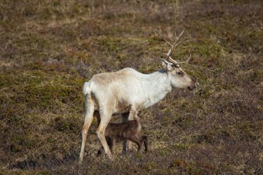 Ren geyiği (rangifer tarandus) ve buzağısı yaz mevsiminde dağ çayırında, Varanger Yarımadası, Norveç.