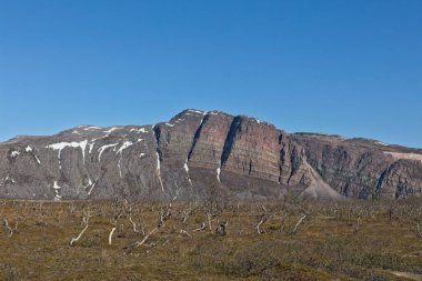 Landscape view of dead trees and Giemas mountain in the background in clear summer weather, Varanger Peninsula, Norway. clipart