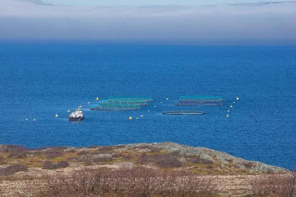 Norveç, Varangerfjord 'da yaz mevsiminde balık çiftliği ve gemi.