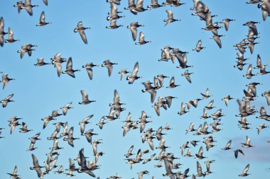 Barnacle kaz sürüsü (Branta lökopisi) bir sonbahar gününde gökyüzünde uçuyor..