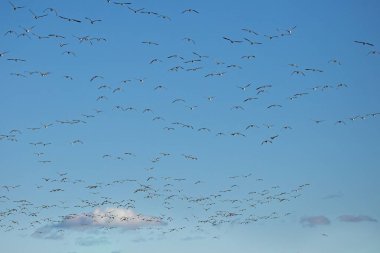 Barnacle kaz sürüsü (Branta lökopisi) bir sonbahar gününde gökyüzünde uçuyor..