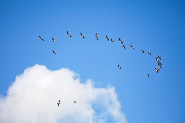 Flock of Barnacle geese (Branta leucopsis) flying  in the sky migrating on a autumn day. clipart