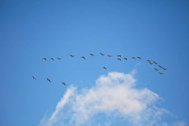 Flock of Barnacle geese (Branta leucopsis) flying  in the sky migrating on a autumn day. clipart