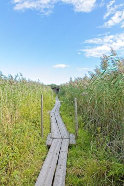 Nature trail at Pornaistenniemi with wooden duckboards in summer, Helsinki, Finland. clipart