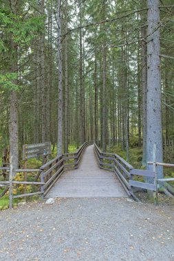 Sammalisto 'daki ahşap patikada sonbaharda yerde yapraklar, Lapakisto, Lahti, Finlandiya.