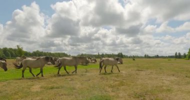 Bulutlu yaz havasında Pape Doğa Parkında vahşi atlar, Liepaja, Letonya.
