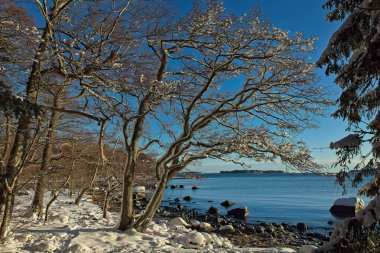 Trees on a sunny day at seashore on a cold winter day, Uutela, Helsinki, Finland. clipart